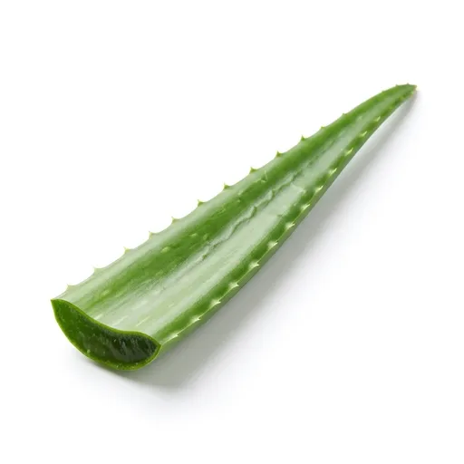 Aloe Vera Leaf Each
